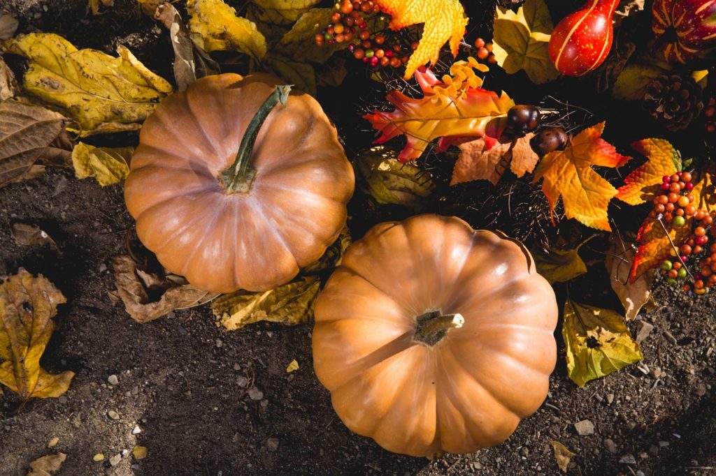 iLEAD Agua Dulce Harvest Festival